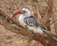 Safari-Bilderbuch Vogelwelt